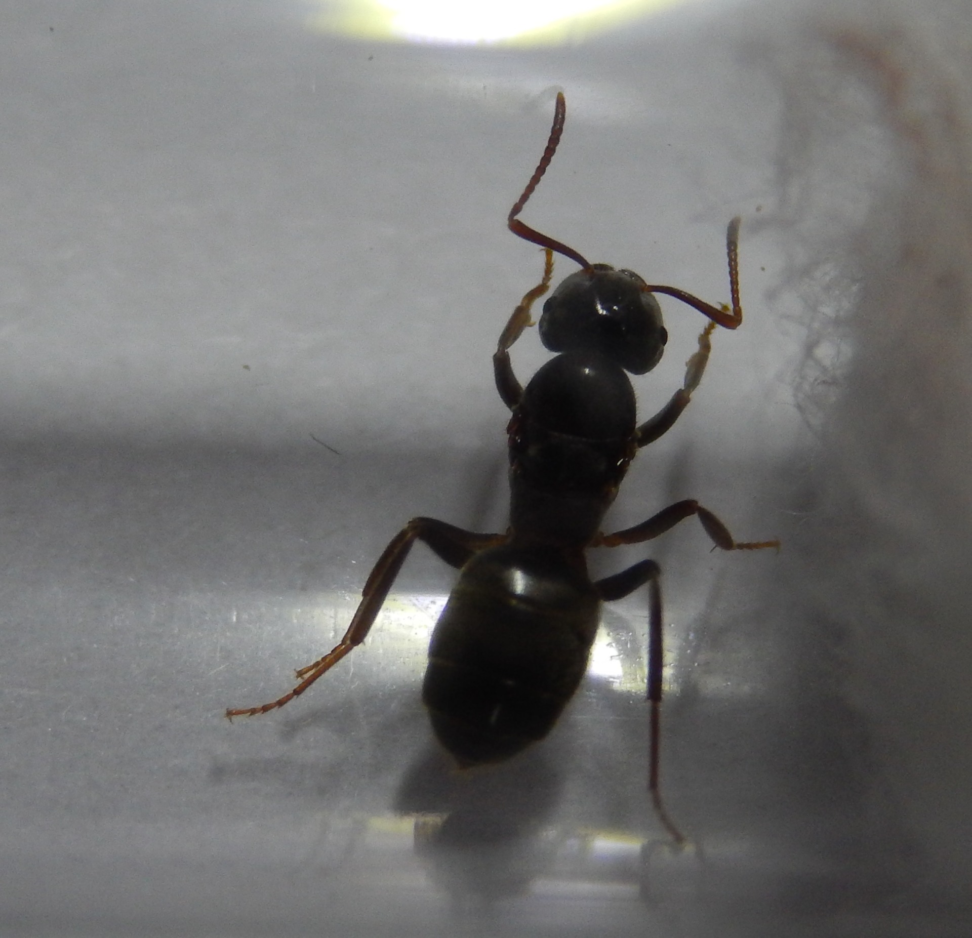 M. stinný (Lasius cf. umbratus) CZ